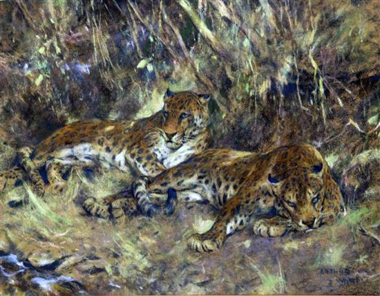 Arthur Wardle R.I., R.B.C. (1864-1949) Indian leopards 9.75 x 13.25in.